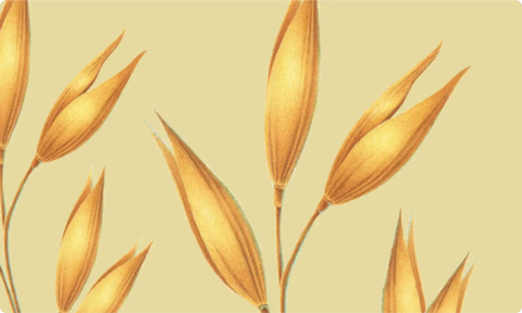 Plant Protein Strength and Length Conditioner